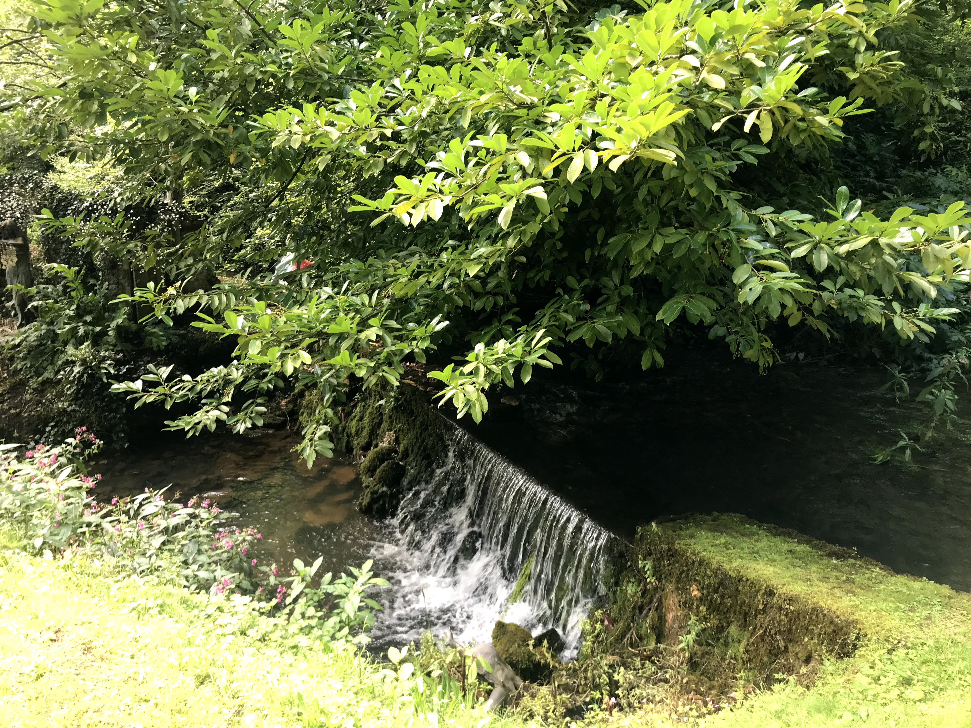 A small waterfall with trees overhanging it.